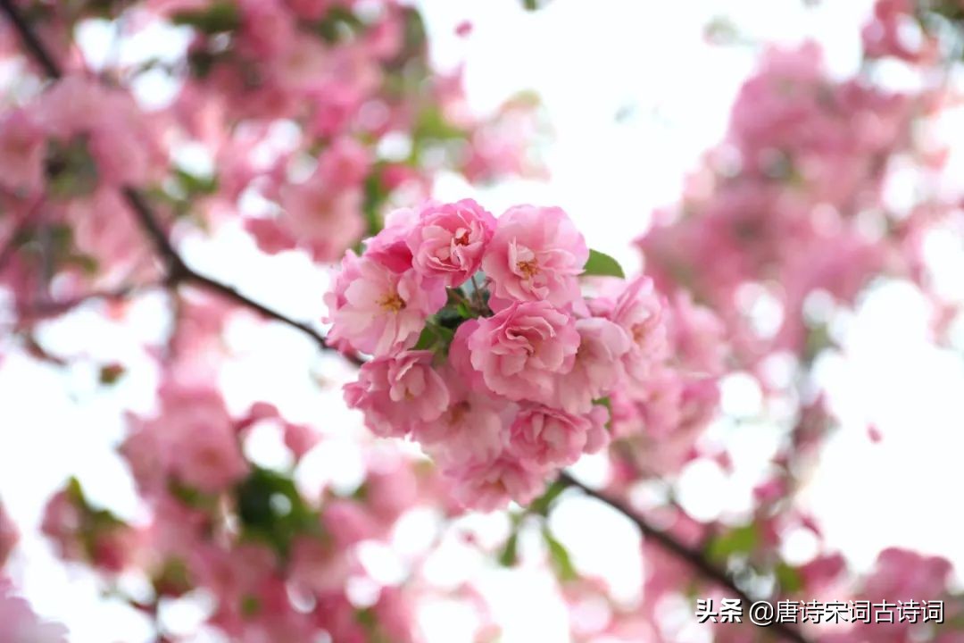 看遍春花，春未老