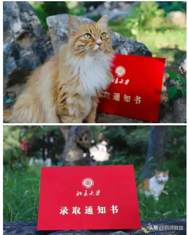 高考倒计时！看看这些大学录取通知书，比任何鸡汤都管用