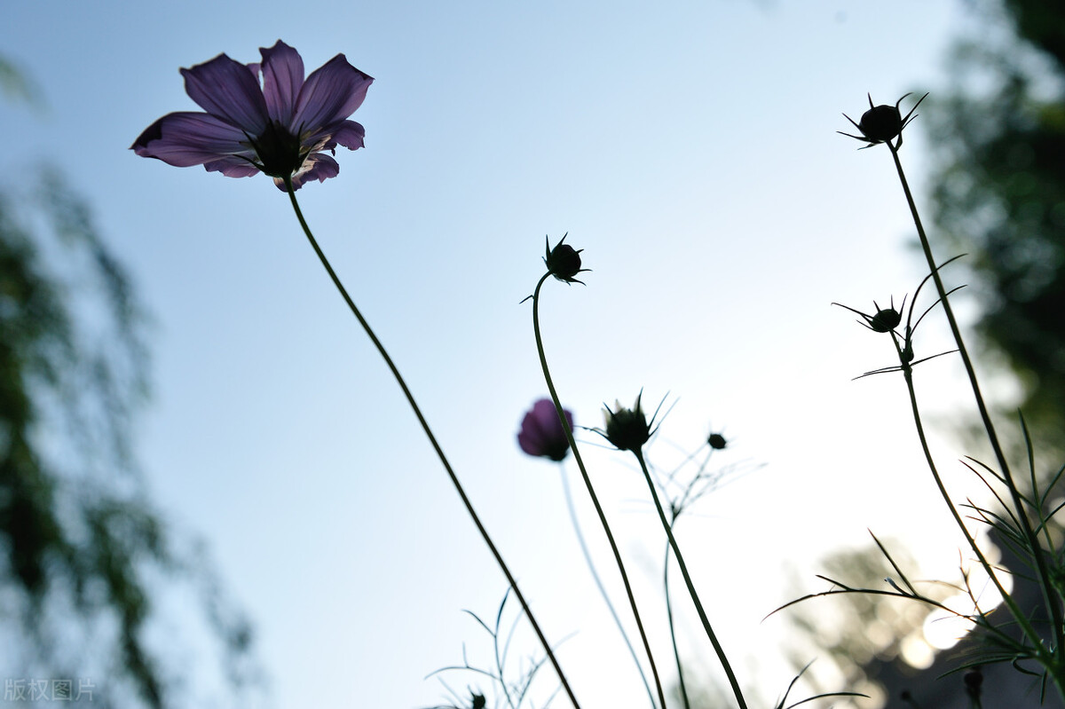 花谢了，花飞满了天空