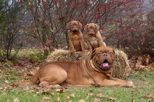 见到一定绕道走!地表战斗力爆表的12种猛犬,一獒战三狼战狮子?
