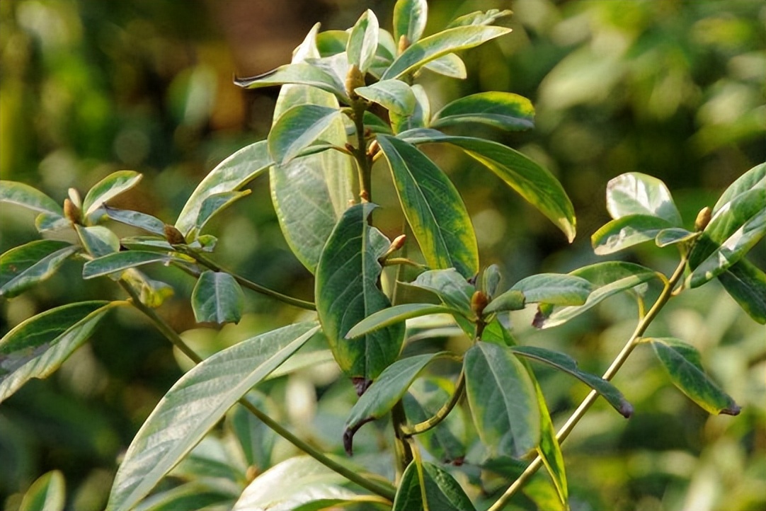 金丝楠木树苗多少一棵(揭秘金丝楠木树苗昂贵的原因)