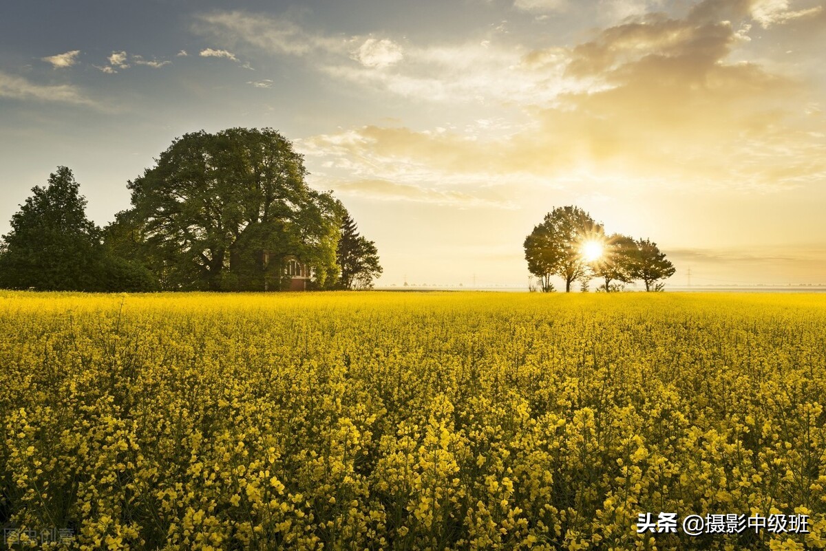 如何拍油菜花？死記這3個拍攝技巧，攝影新手也能拍好