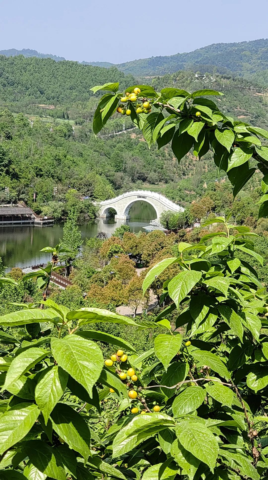 漢中這里的櫻桃漸紅，甜蜜盛宴即將開啟！