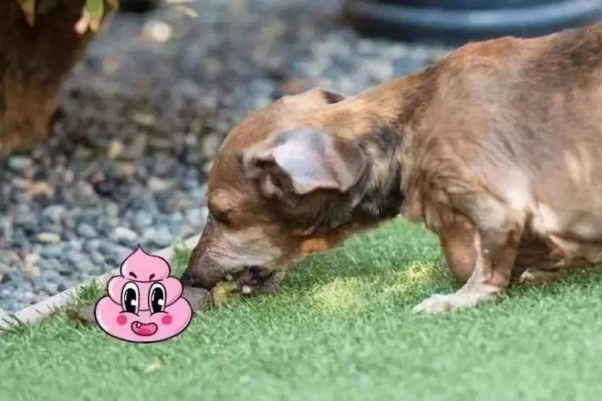 狗狗吃便便怎么办？这一套训练法3次就能改过来