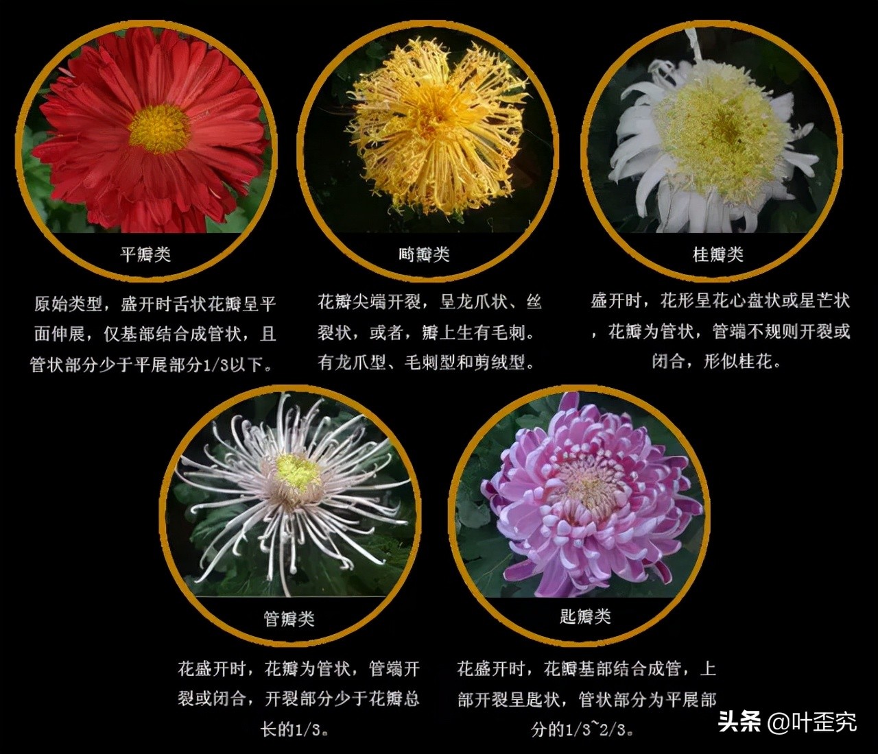 中国十大名花，您都知道吗？