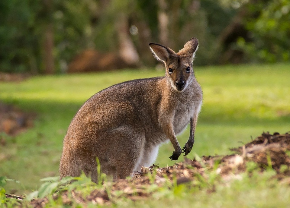 “村口大黄”变澳洲“顶级杀手”，吃袋鼠偷绵羊，竟还受到保护？