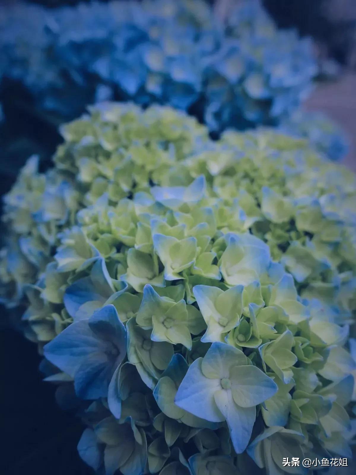 康乃馨的花语（能送给母亲的花可不只有康乃馨）