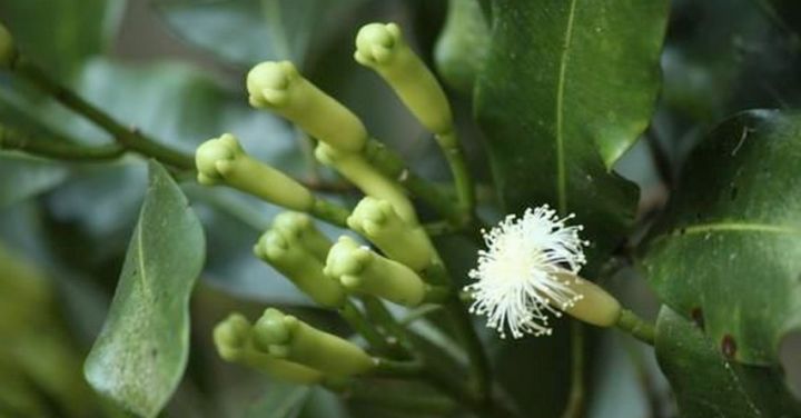 丁香 得名由来 天天看点