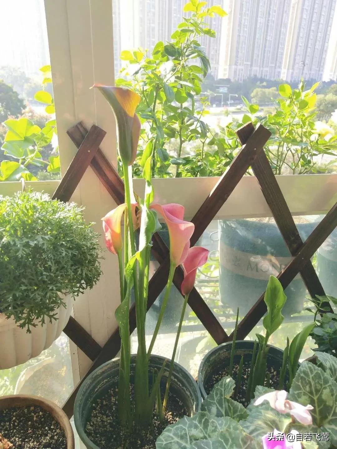 《朗读者》中董卿经典语录，每句都富含哲理