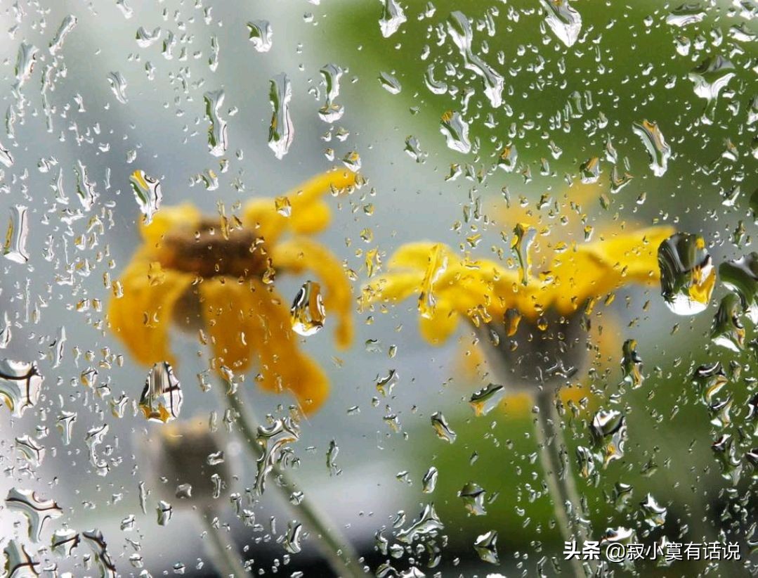 三月里的小雨，淅淅沥沥，下个不停