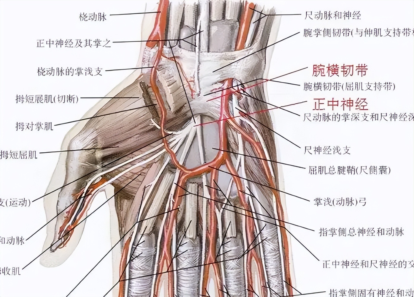 老年人手指僵硬,關節痛,正常嗎?該如何緩解?一文詳細告訴你