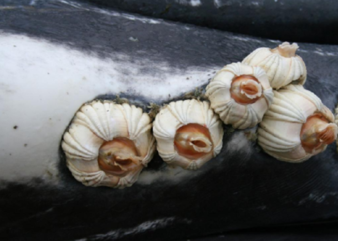 海洋害虫藤壶到底有何特别之处鲸鱼海龟都深受其害