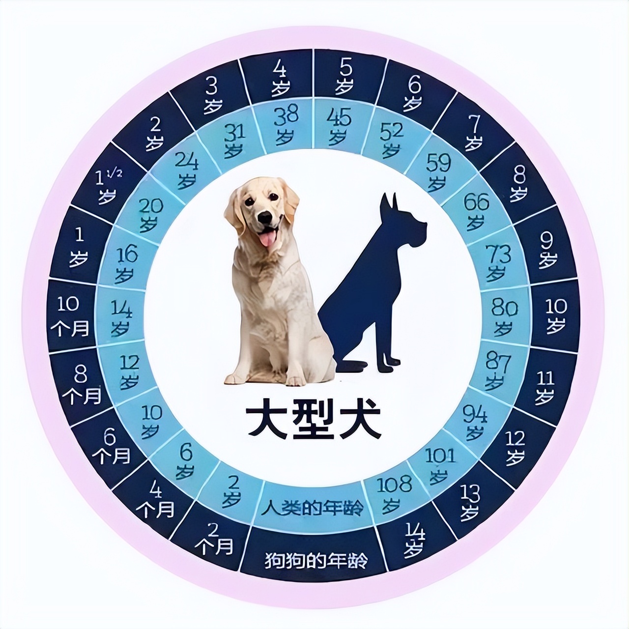 狗的寿命一般多长 狗的平均寿命和年龄算法 博海号