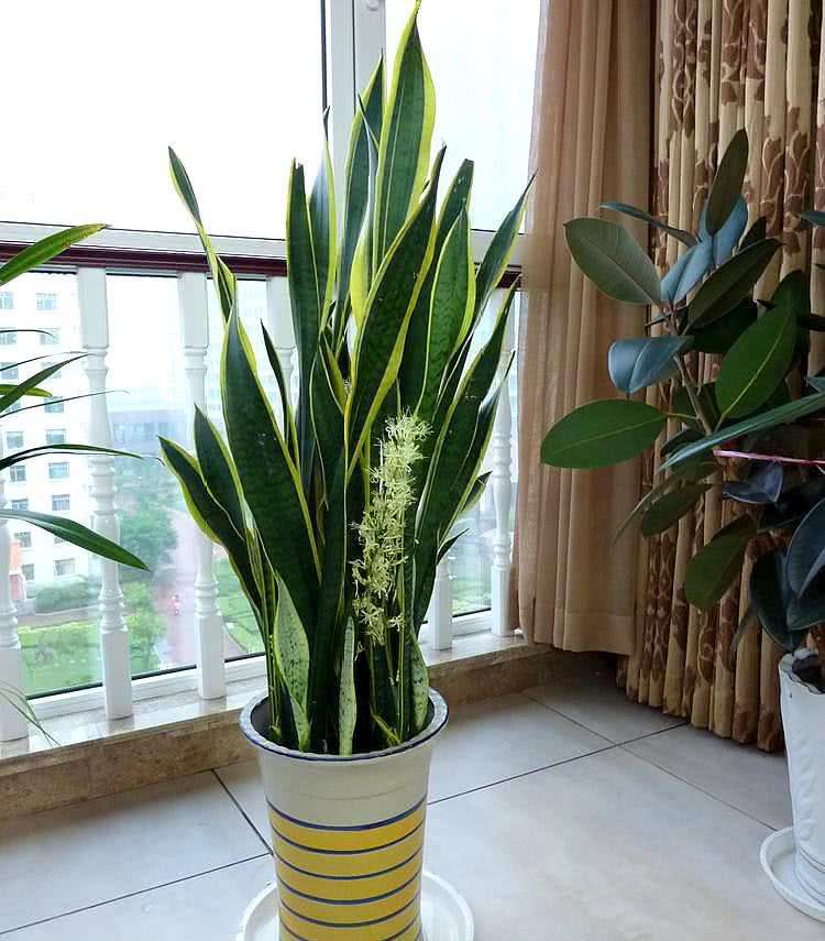客厅最旺宅的大型植物（吸废气造氧气，旺家又吉利）-第27张图片