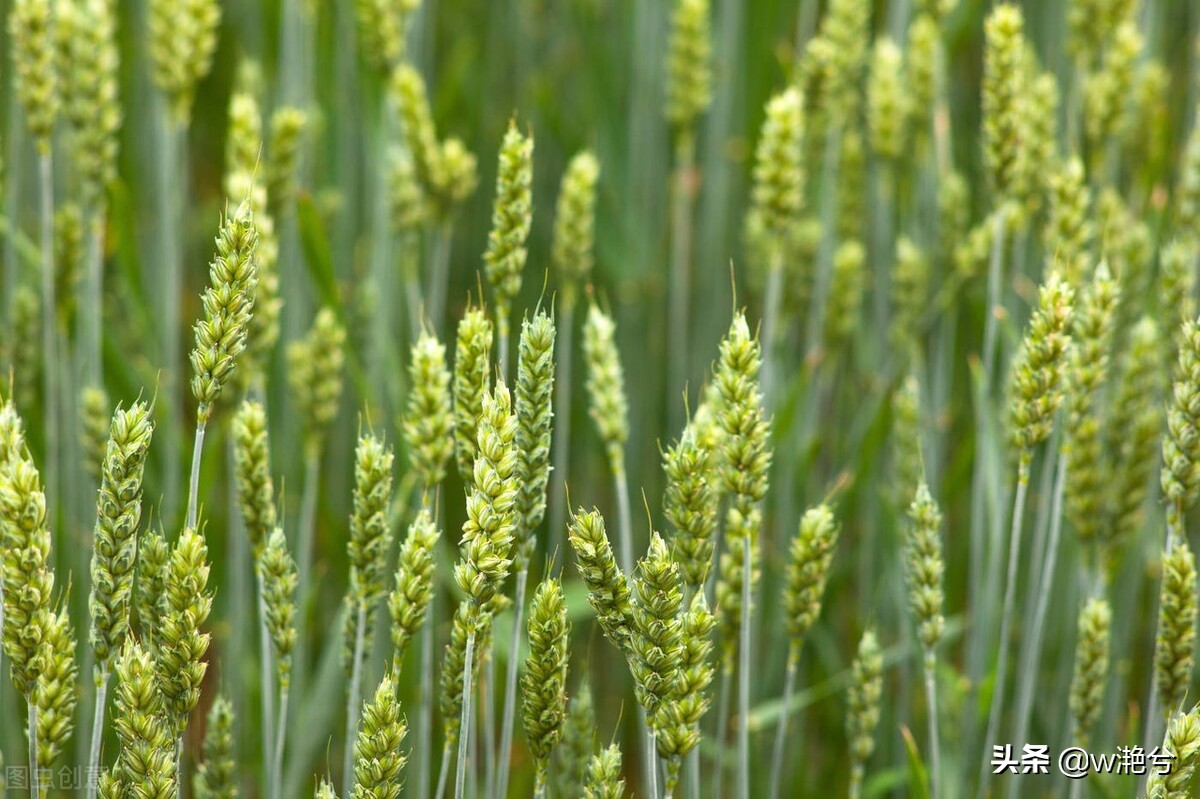 春天的颜色——红白黄紫绿