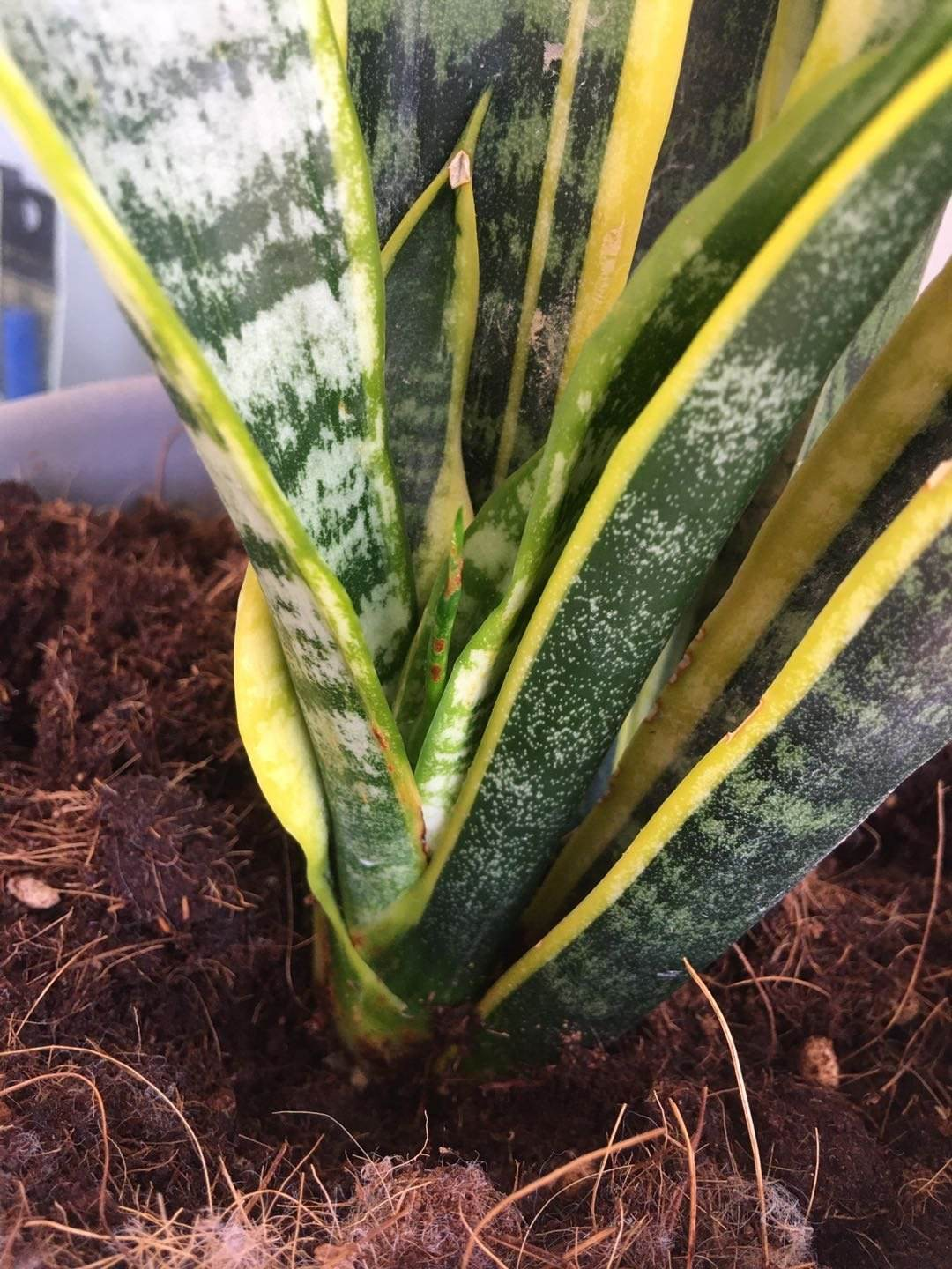招财进宝的绿植（搬新家送什么植物吉利）