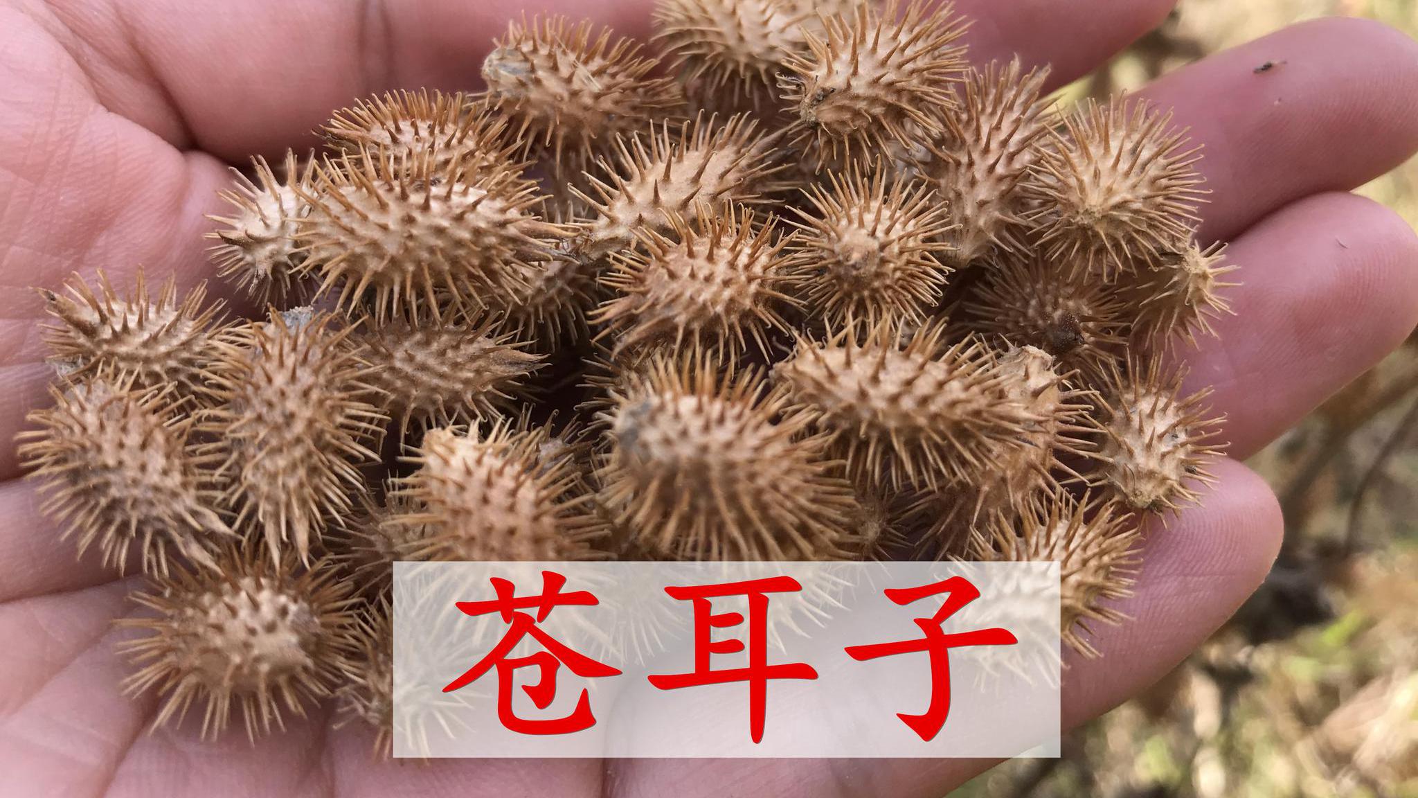 农村8种常见的有毒植物，不能随意采摘来吃，收藏起来并告诉家人