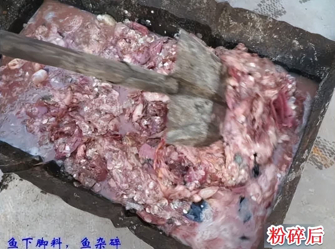发酵小杂鱼或鱼下脚料成优质蛋白饲料，一年能省下很多饲料费