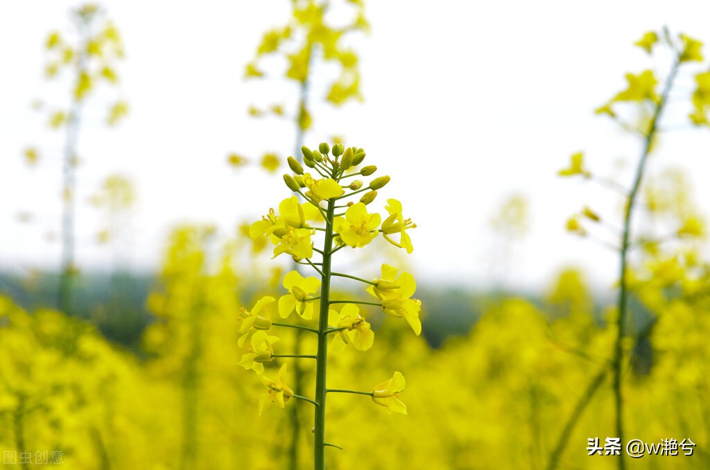 春天的颜色——红白黄紫绿