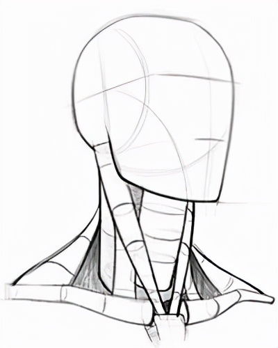 头颈肩关系如何画好？板绘头颈肩关系画法