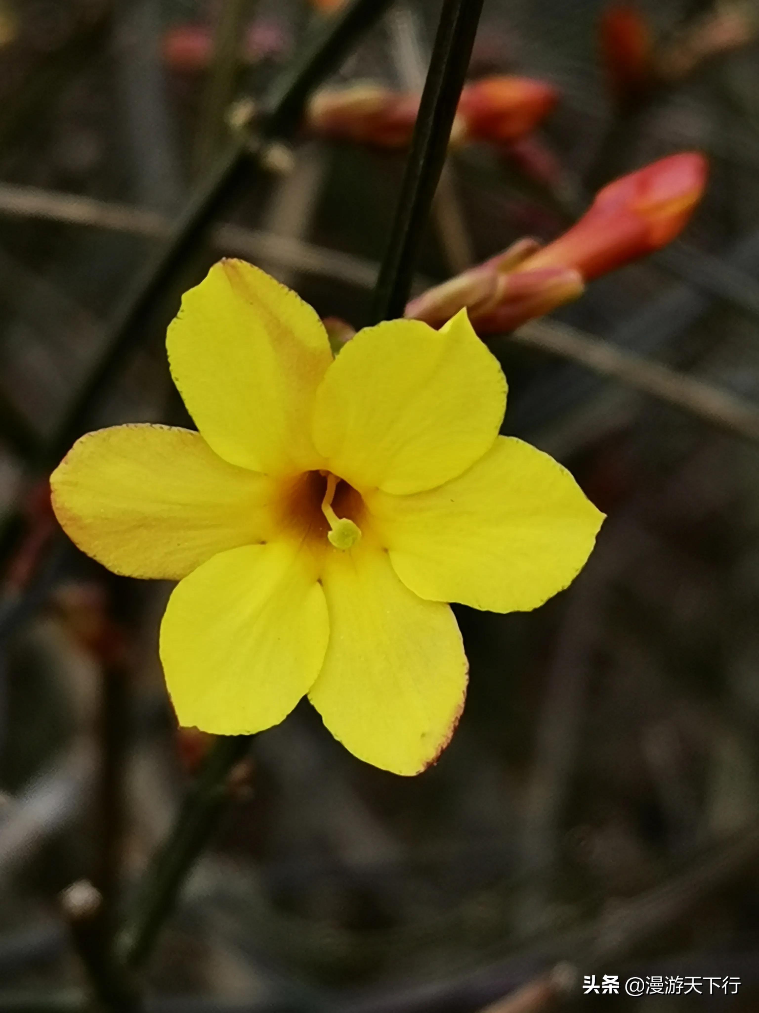 迎春花和连翘花的区别图片(记住两点轻松分清连翘迎春花)