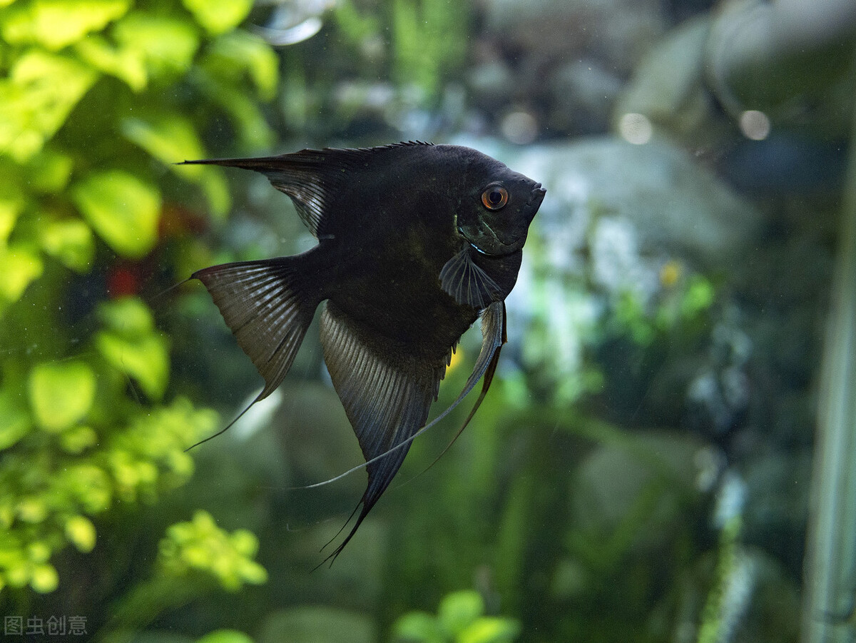 燕鱼种类和图片大全