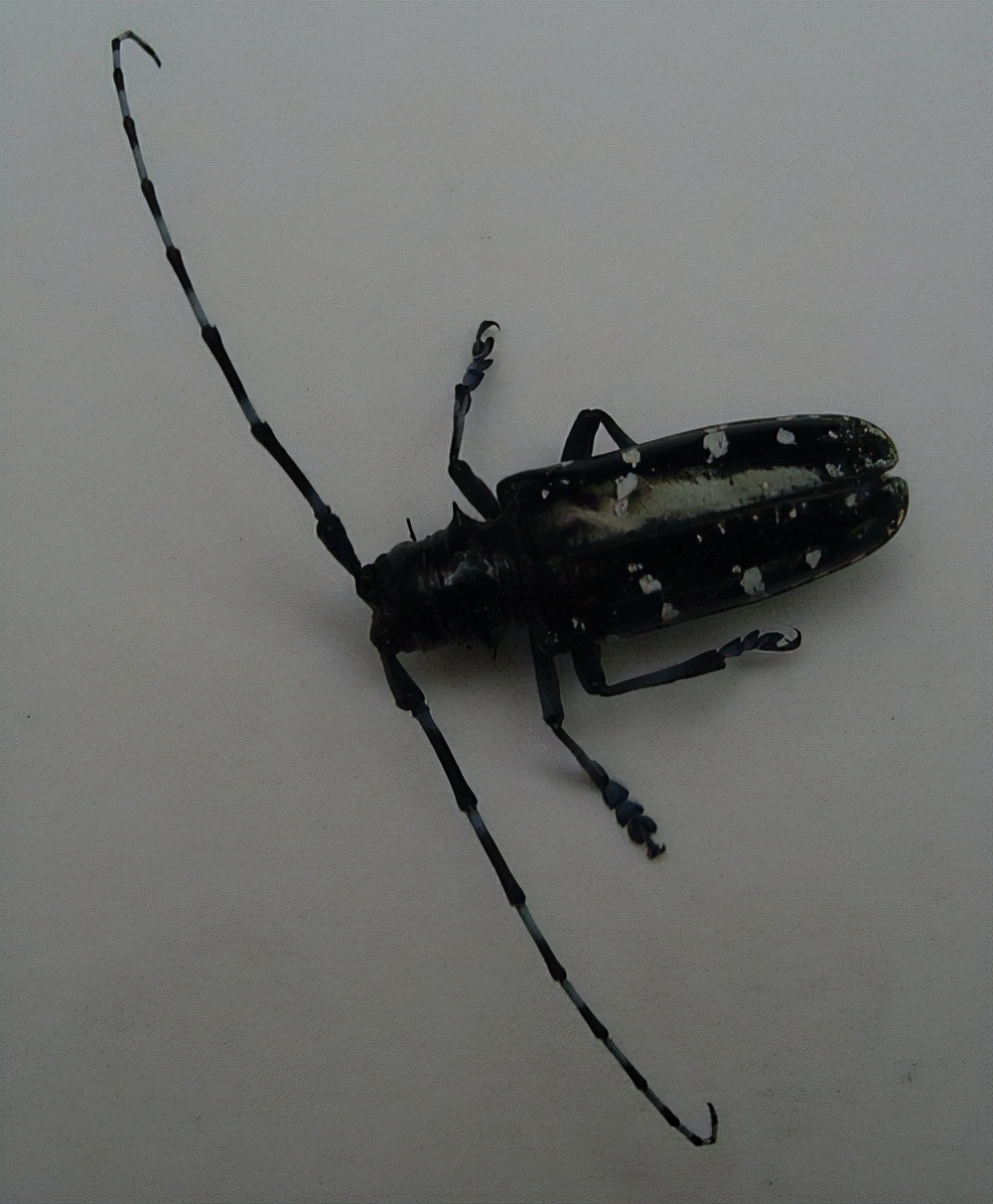 天牛长什么样子的图片(受到天牛危害这样防治长效又安全)