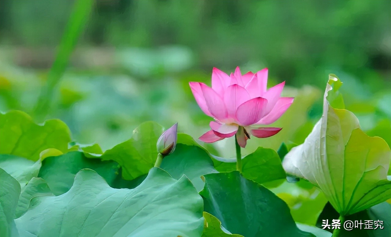 中国十大名花，您都知道吗？