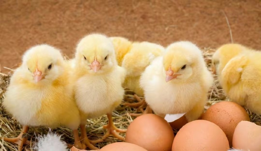 残酷！全球每年有70亿只小鸡，一出生就被送入绞碎机，做成了猫粮