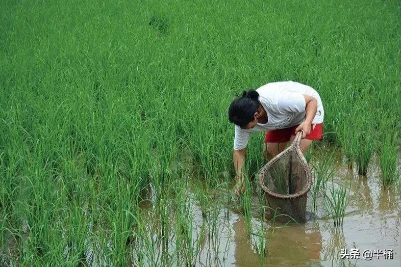 福寿螺体内寄生虫多达6000条，入侵我国不到50年，农民叫苦不堪