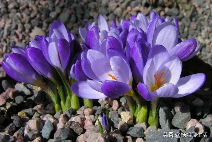 太尴尬了，原以为藏红花不贵，财大气粗要一公斤，谁料要70000块