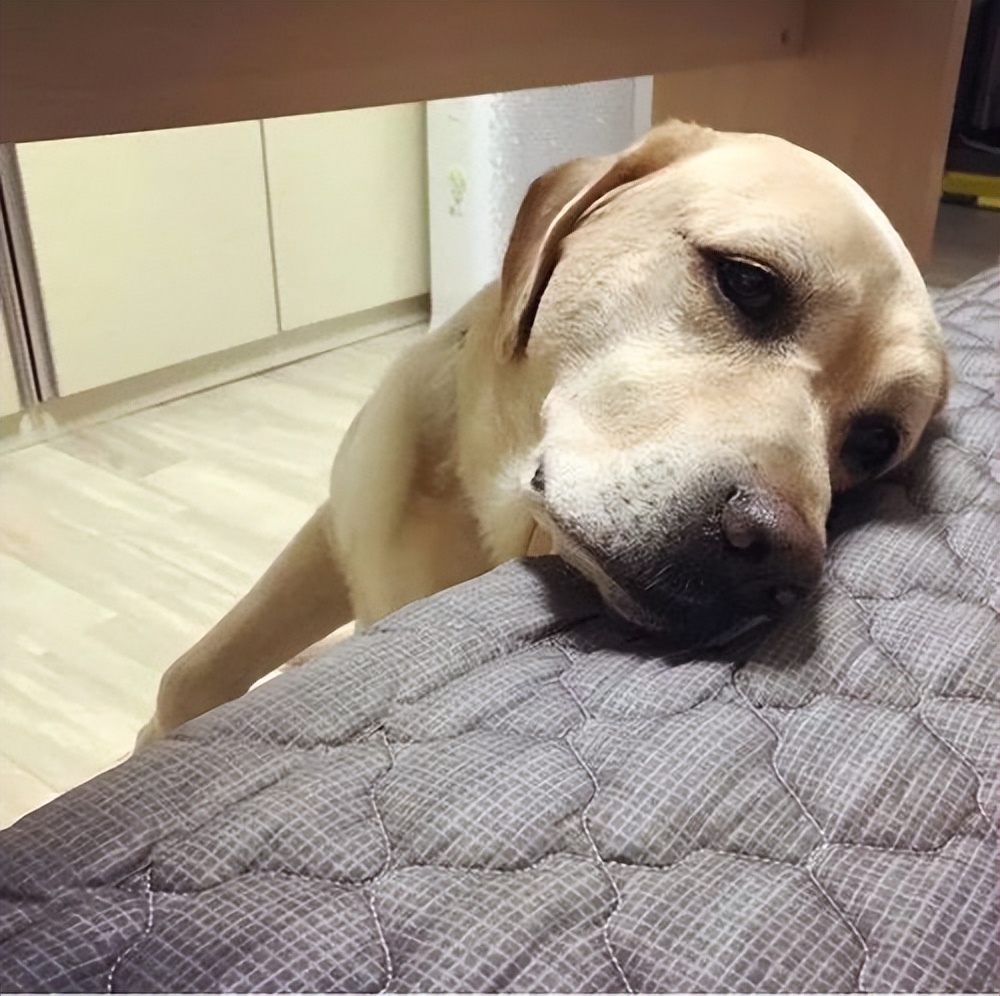 狗狗生病的8个“预兆”，最后一个经常被忽略，宠主要重视了