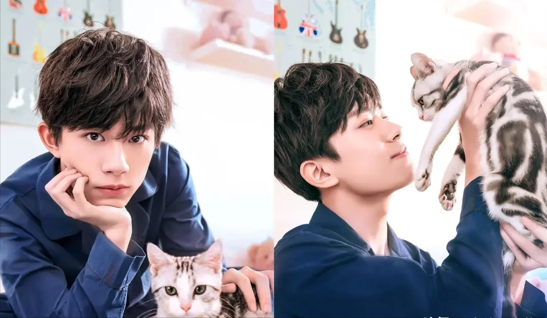 盘点明星养的猫，陆毅家的最贵，你养同款了吗？