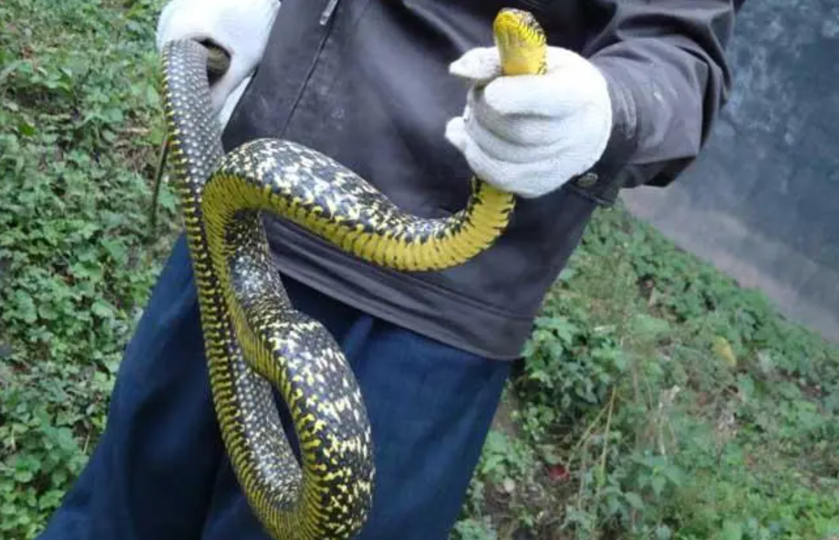 菜花蛇无毒,为何却成为了"百蛇之王"?其它毒蛇反而还怕它?