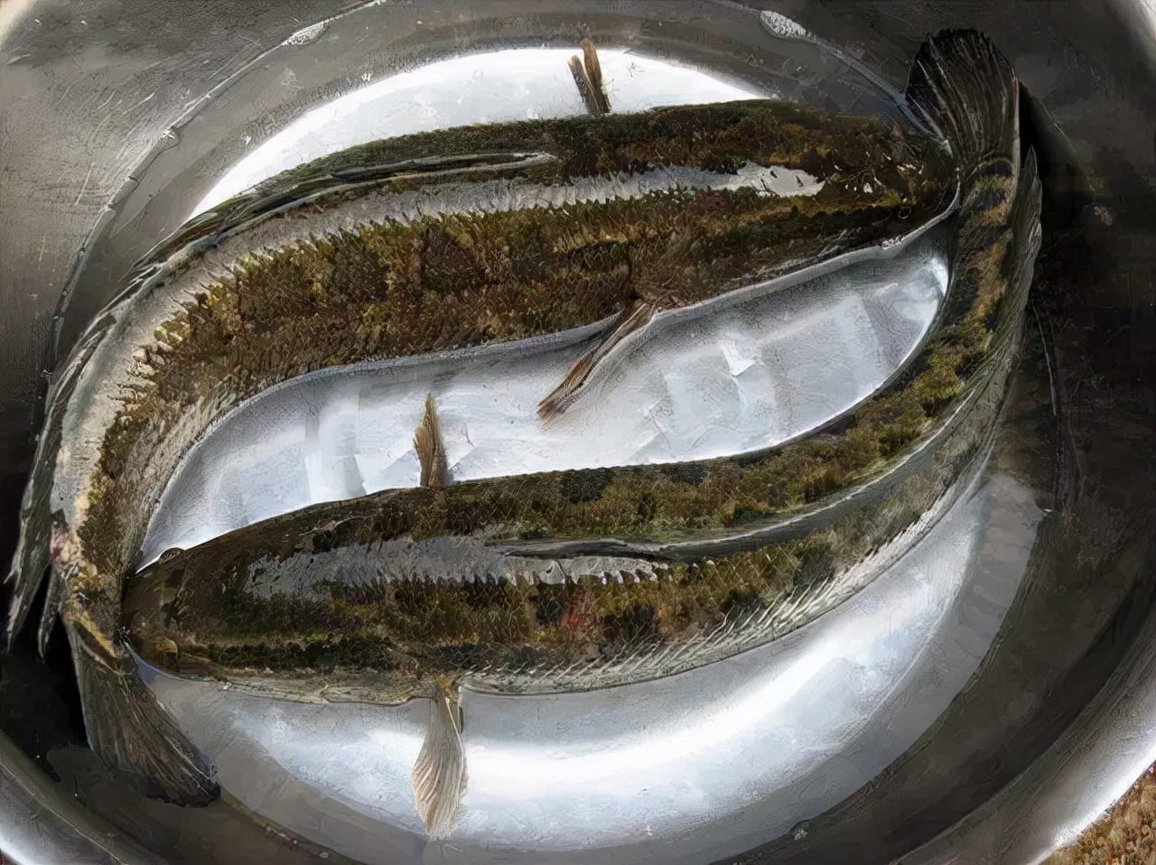 黑鱼身上的粘液怎么去除(肉质鲜美黑鱼做法)