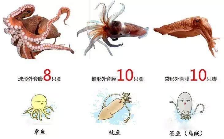 章鱼有几个大脑（章鱼有9个大脑，还能编辑基因？）-第5张图片