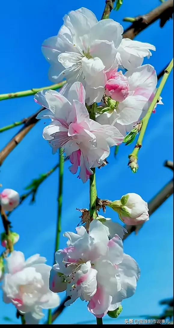 鲜花盛开，一路芬芳醉人