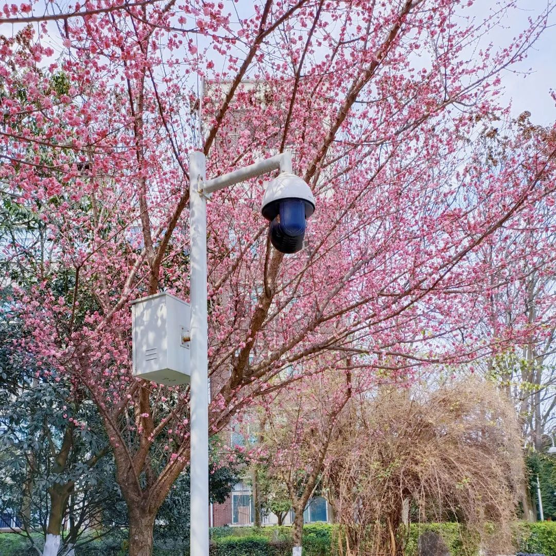 快来看看成都锦城学院的春日美景