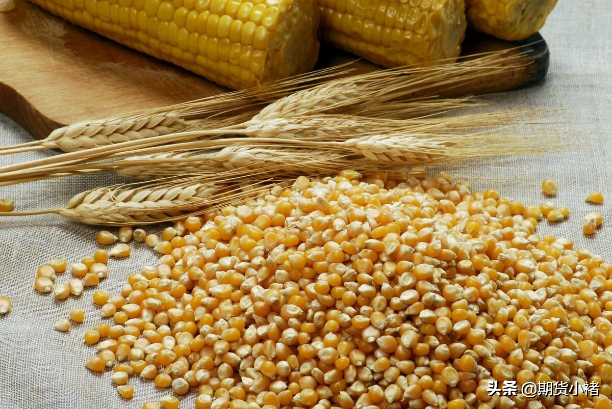 空头情绪蔓延，玉米期货跟随下跌，未来苞米还能上涨？