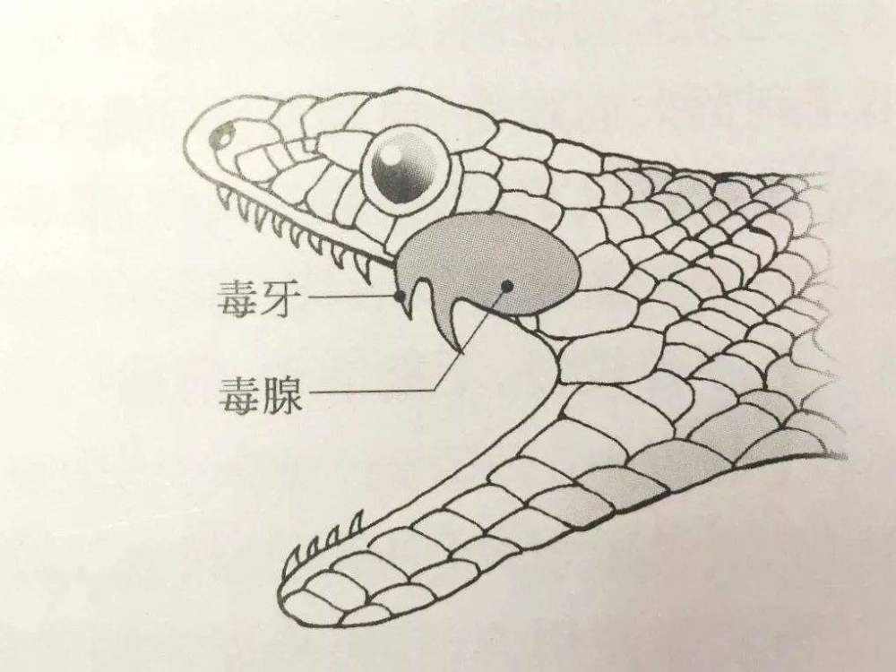 蛇怕什么东西或气味，赶走毒蛇最好的方法