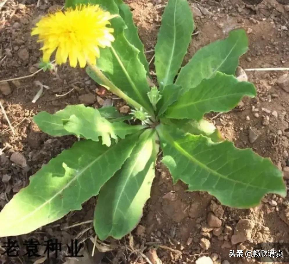 夏至草的作用与功效（春天常见的野菜图鉴）