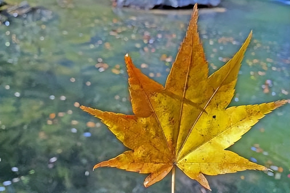 福气脸的四个特征，中一个就很了不起，你占了几个？