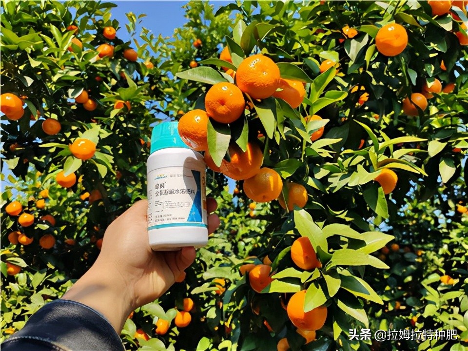 氨基酸葉面肥,氨基酸葉面肥的功效與作用