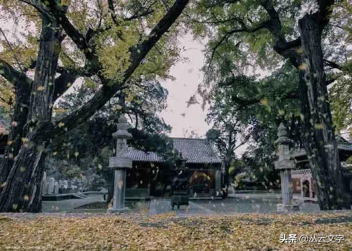 中国四大经典戏剧中流传千古的佳句：情不知所起，一往而深