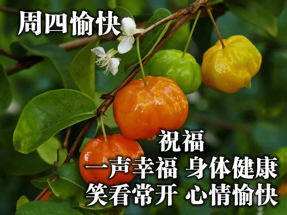 早安吉祥：花开无语，芳华烁烁；花落无言，余香阵阵，早安