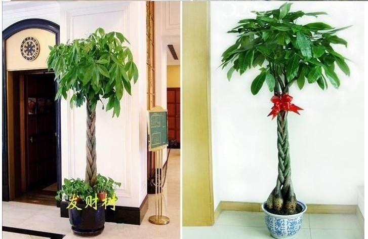 客厅最旺宅的大型植物（吸废气造氧气，旺家又吉利）-第41张图片