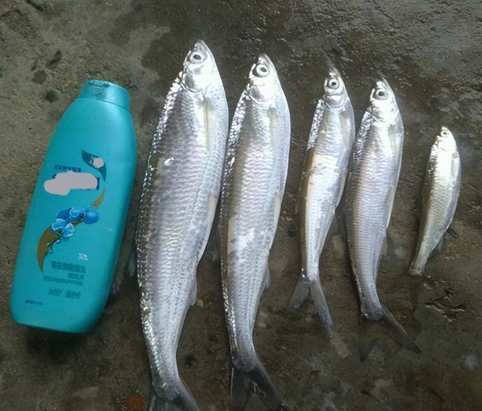 让钓鱼人恨之入骨的“白条”是怎样一种鱼？它最大能长到多大？