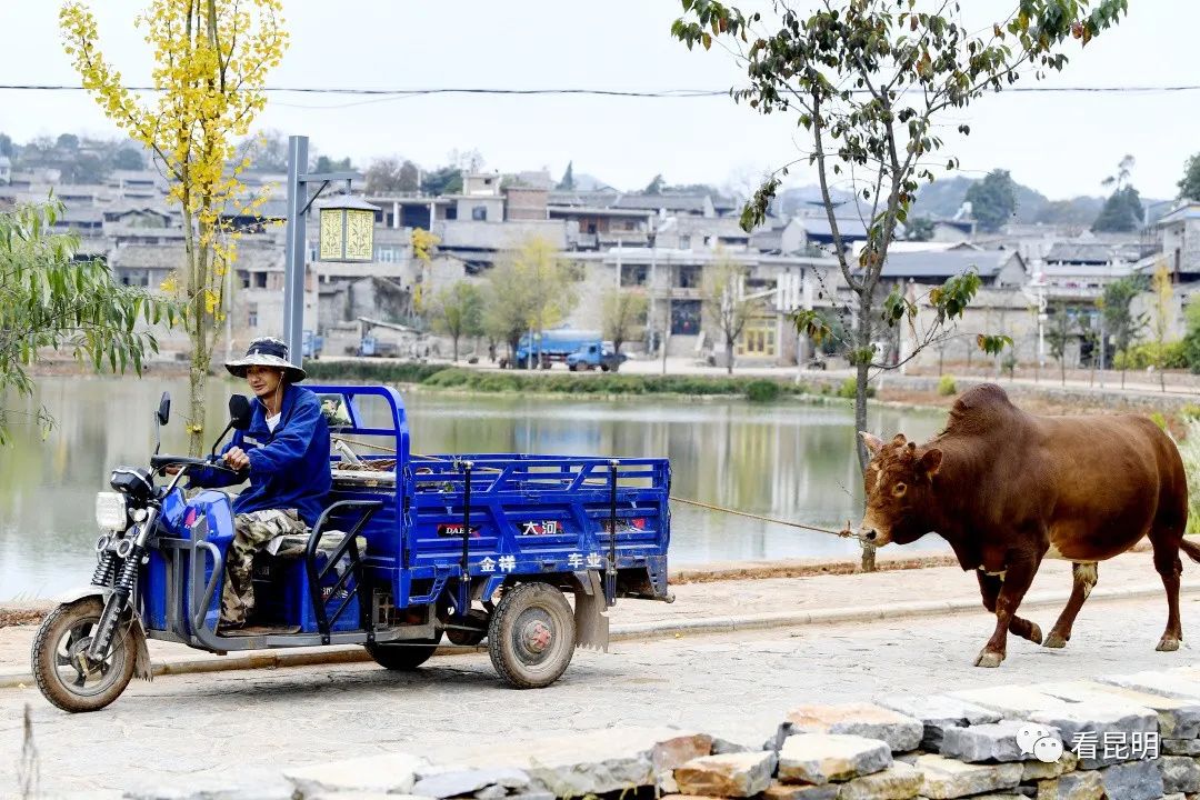 昆明这个古寨，有国内唯一的男人节，还有片神秘树林是女人禁地