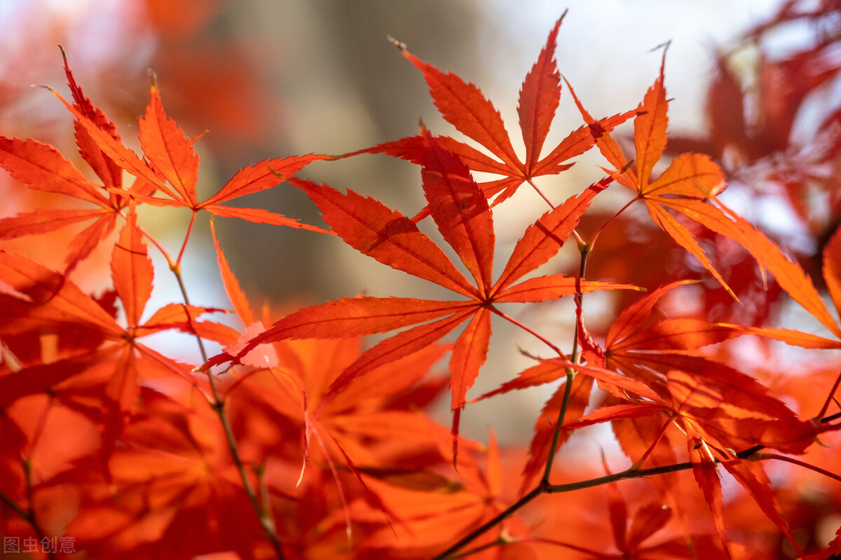 未入选《唐诗三百首》最著名的20首诗，其中有很多首你都能背下来