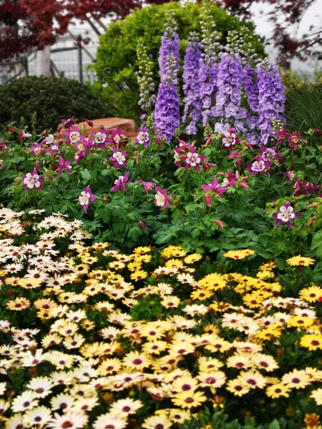 关于花园的春季限定，我想分享这五种花草的福利。
